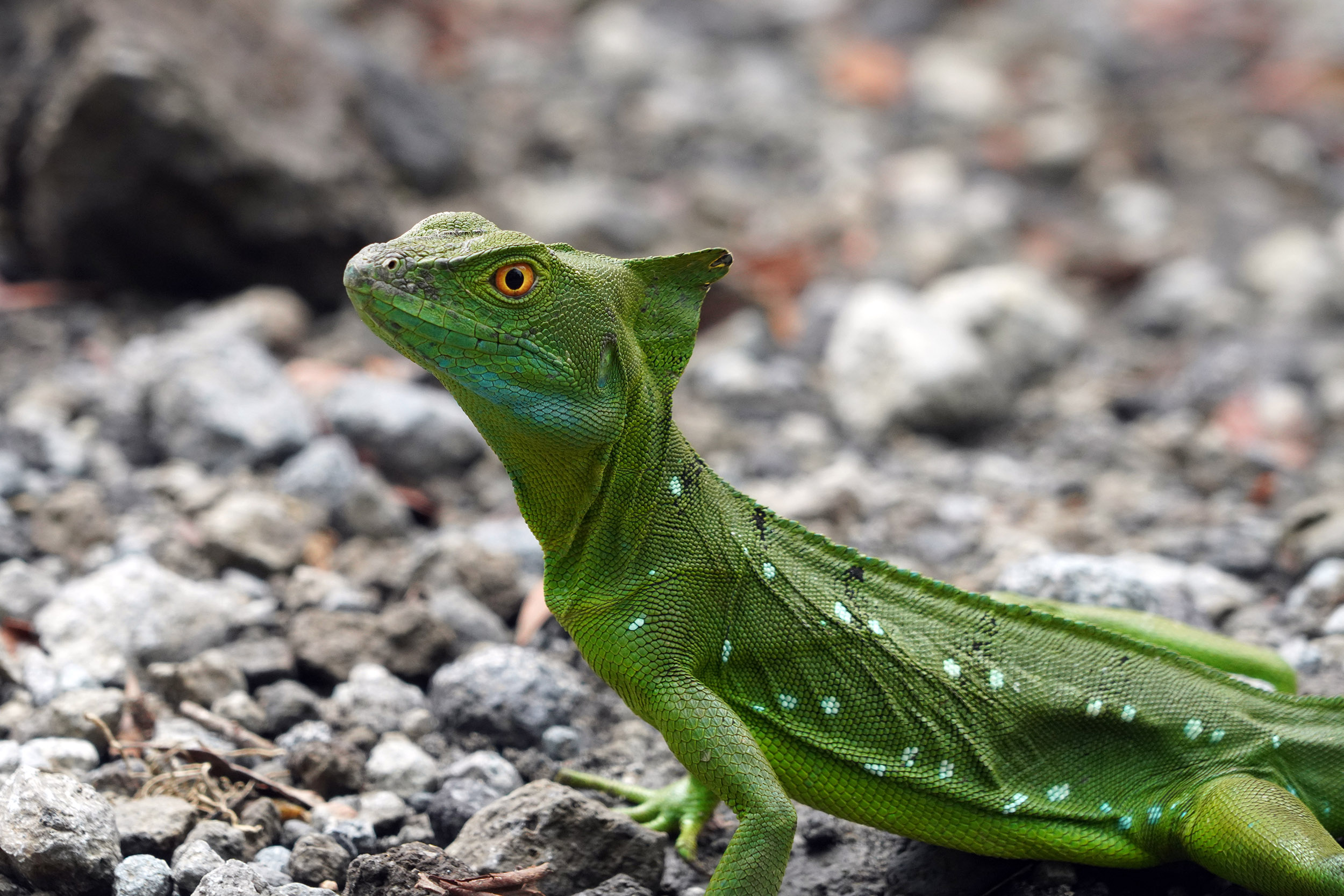 Costa Rica - Février 2025